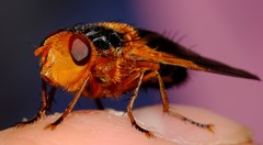 Microtropesa sinuata