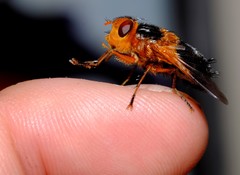 Microtropesa sinuata