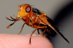 Microtropesa sinuata