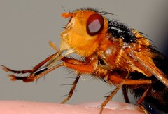 Microtropesa sinuata