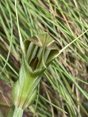 Pterostylis aestiva