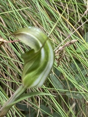 Pterostylis aestiva