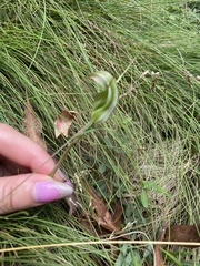 Pterostylis aestiva
