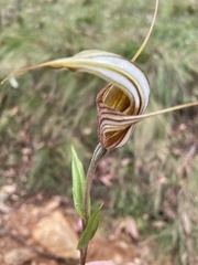 Pterostylis coccina