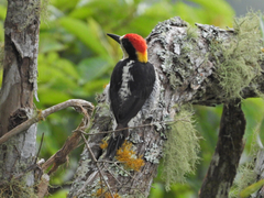 Melanerpes pulcher