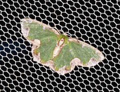 Eucyclodes insperata