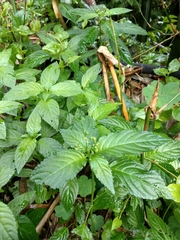 Mercurialis leiocarpa