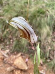 Pterostylis coccina