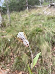 Pterostylis coccina