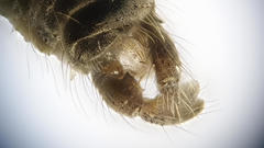 Trichocera regelationis