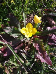 Oenothera flava
