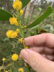 Acacia complanata