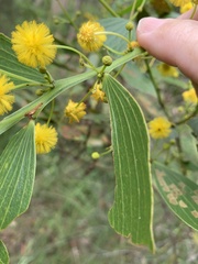 Acacia complanata