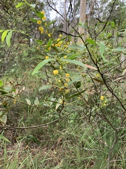 Acacia complanata