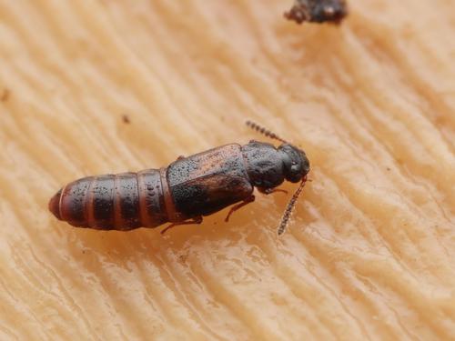 Xylostiba bosnica