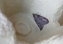 Chesias isabella