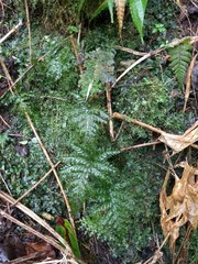 Vandenboschia cyrtotheca