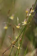 Juncus georgianus