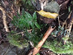 Vandenboschia cyrtotheca