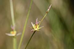 Juncus georgianus