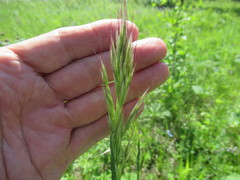 Achnatherum sibiricum
