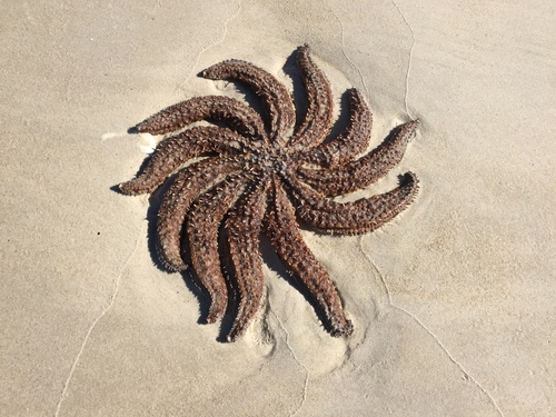 Eleven-armed Sea Star, photo 3 of 9
