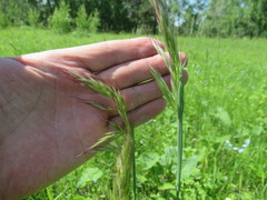 Achnatherum sibiricum