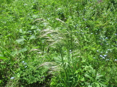 Achnatherum sibiricum