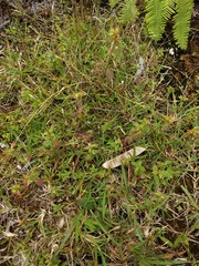 Pterolepis glomerata