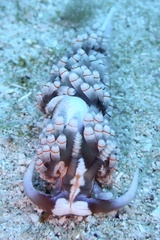 Dondice freddiemercuryi