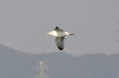 Larus argentatus