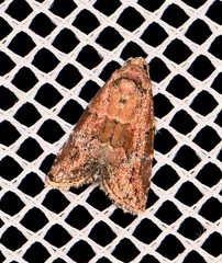 Maliattha amorpha