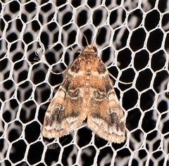 Elophila responsalis