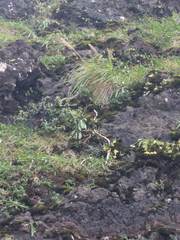 Eragrostis variabilis