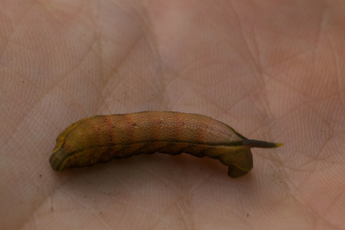 Maile Pilau Hornworm photo 2