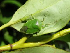 Glaucias amyoti