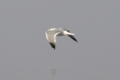 Larus argentatus