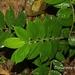 Lasianthus attenuatus attenuatus - Photo (c) Lijin Huang (紫楝), algunos derechos reservados (CC BY-NC), uploaded by Lijin Huang (紫楝)