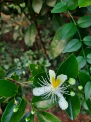 Capparis brevispina