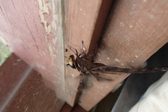 Telephlebia godeffroyi