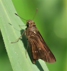 Torbenlarsenia gemella
