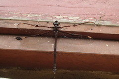 Telephlebia godeffroyi