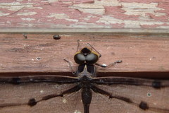 Telephlebia godeffroyi