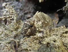 Centropogon australis
