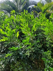Suregada lanceolata