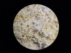 Fuligo septica candida
