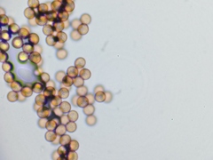 Fuligo septica candida
