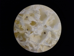 Fuligo septica candida