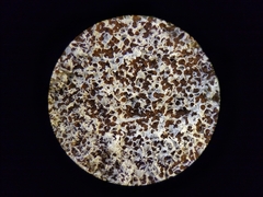 Fuligo septica candida