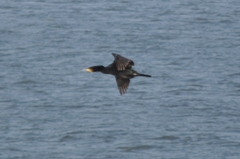 Phalacrocorax carbo